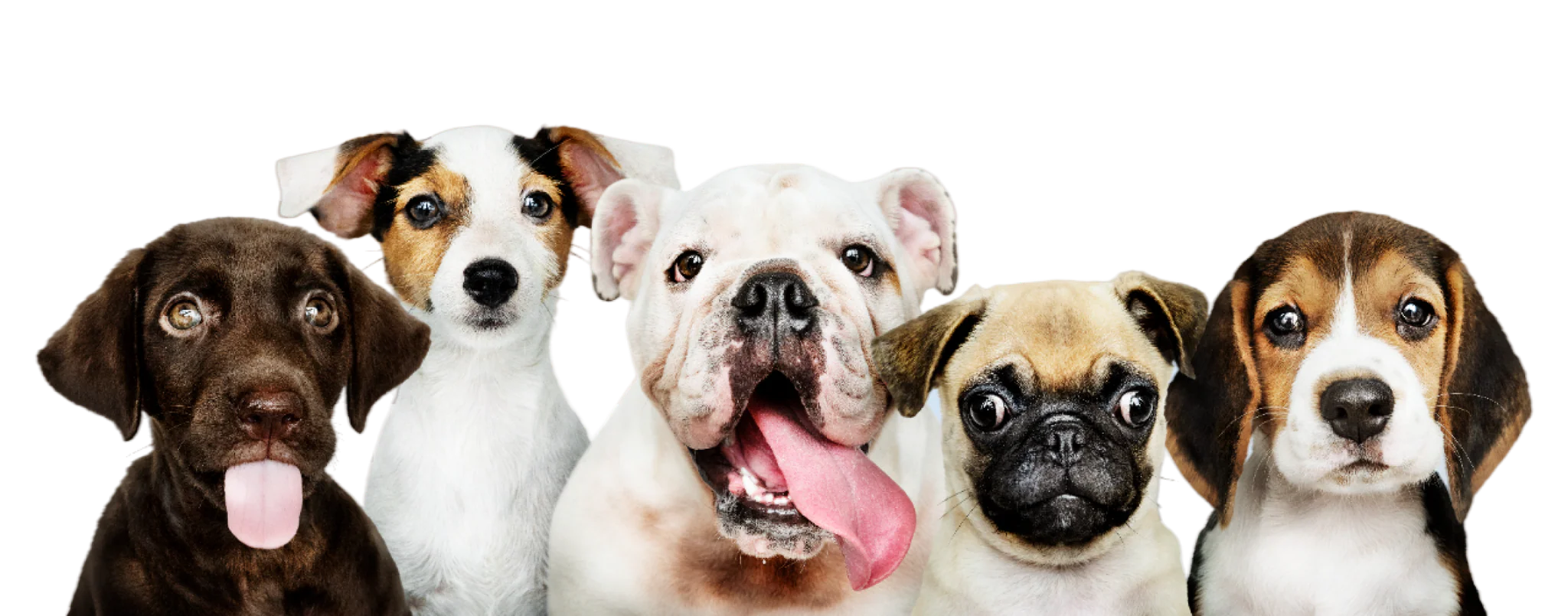 Elevated Style for Loyal Companions